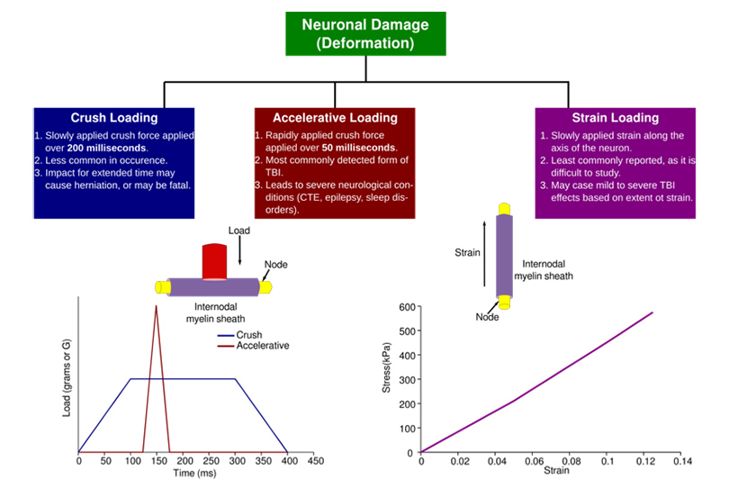 Determination of the biomechanical properties of mammalian neuronal tissues at nanoscopic and mesoscopic scales