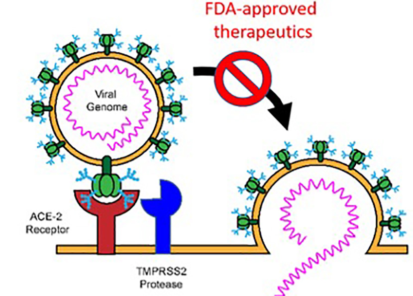 Development of Antivirals to Treat COVID-19