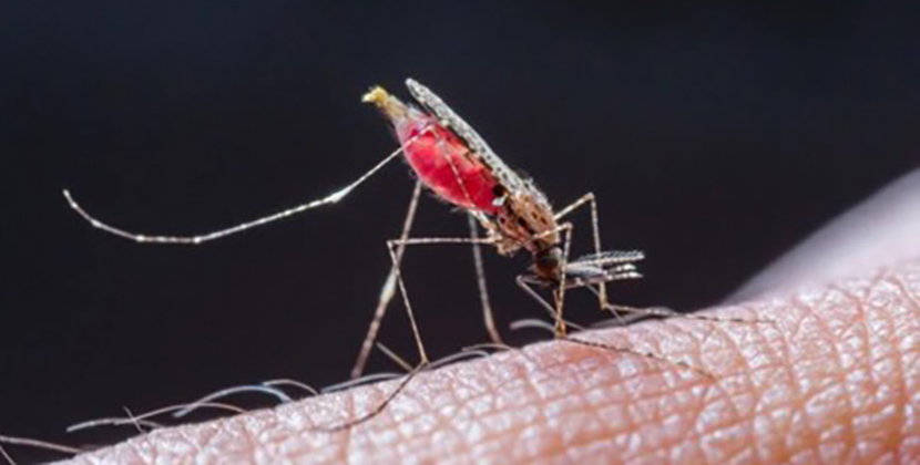 A Device for Mosquitos Entrapment for Genetic Testing