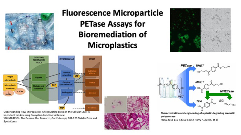 Fluorescence Microparticle PETase Assays for Bioremediation of Microplastics 