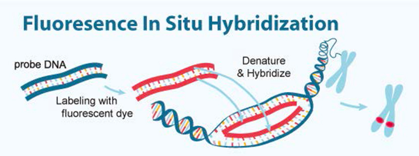 Real-time Fluorescence in Situ Hybridization for Detection of Pathogens