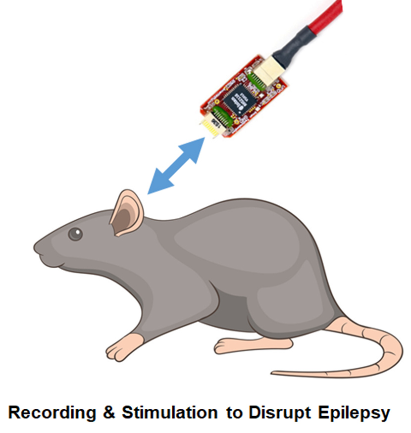 Constructing a Mechanically Robust Interface for Conducting Brain Wave Epilepsy Experiments on Freely Moving Rodent Subjects