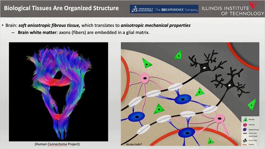 Biological Tissues Are Organized Structure Slide