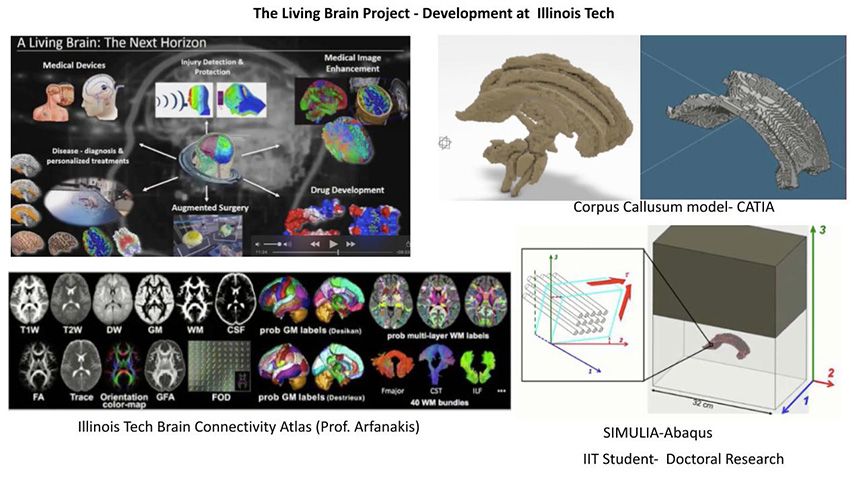 Living Brain Project Slide 1