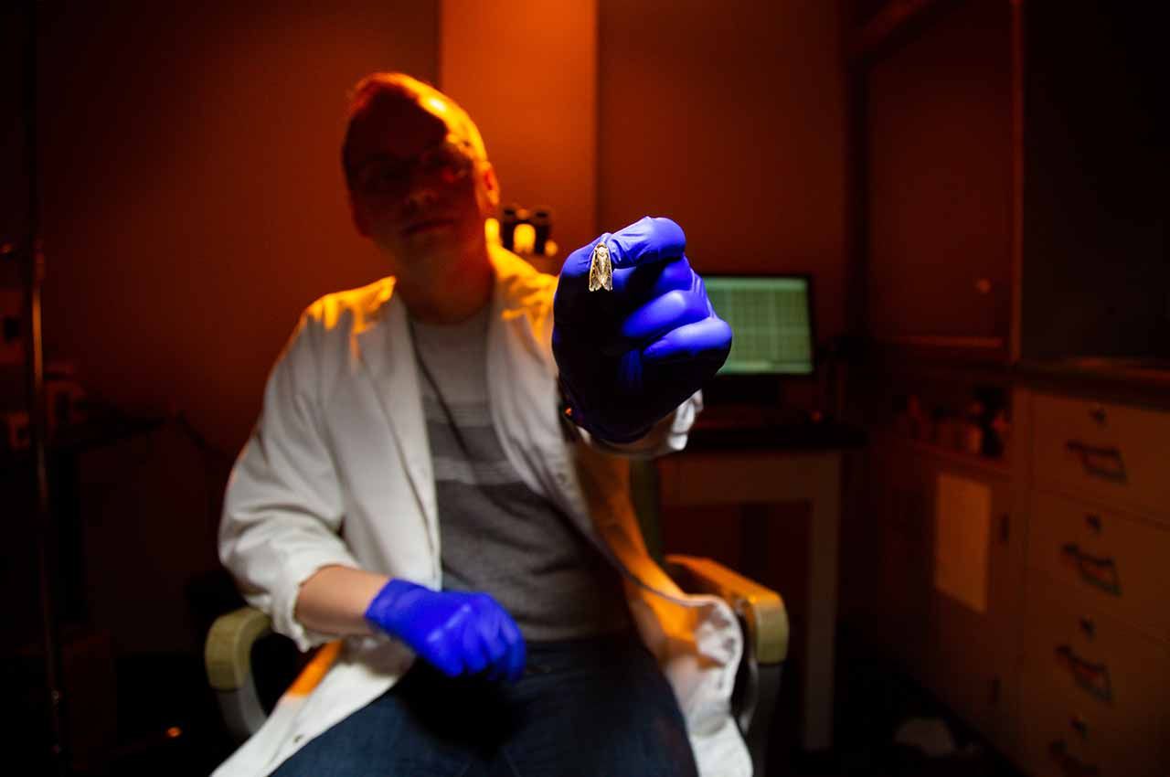 Biology Ph.D. student Dakota Bunn with a western bean cutworm