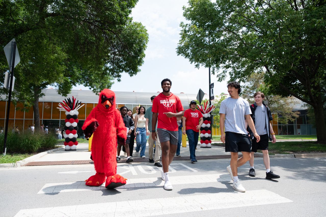 A group of college students and the red bird mascot Talon walk across a street.