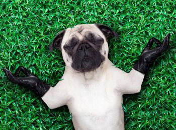 Dog laying in grass experiencing zen