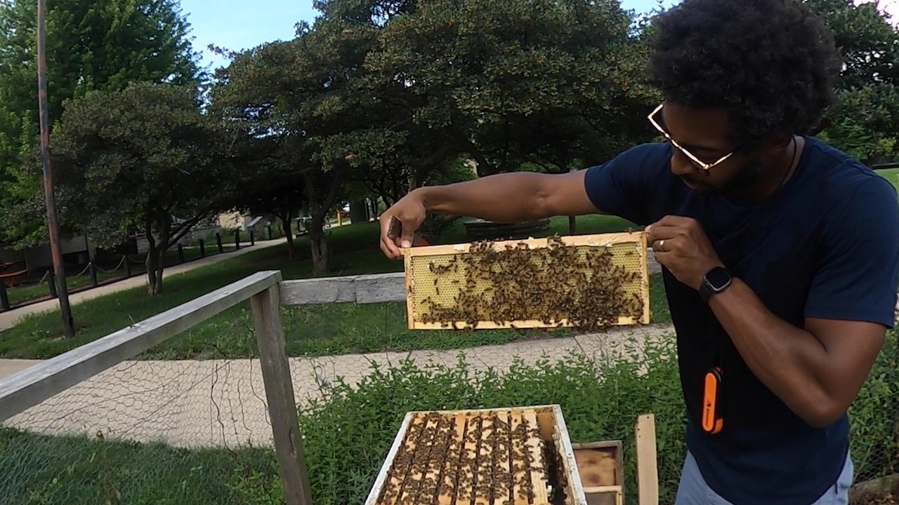 What Can Bees Teach Us About Community? | Illinois Institute of Technology
